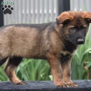 Mary, German Shepherd Puppy